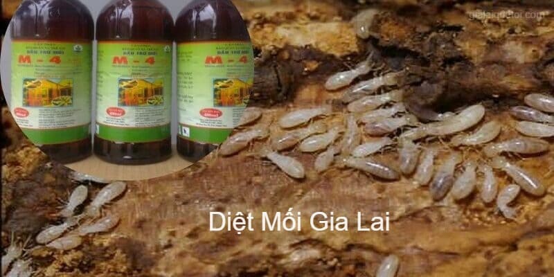 Diệt mối Gia Lai