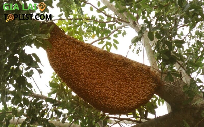 Mật ong rừng Gia Lai