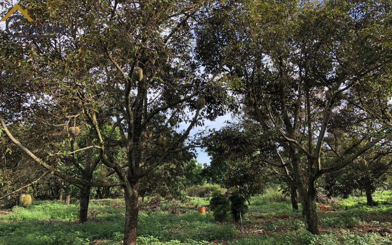 Phân tích xu hướng giá đất vườn Gia Lai